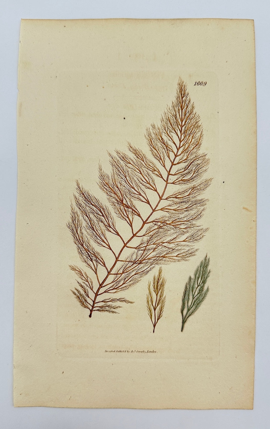 Antique Botanical Print - James Sowerby - Fucus Viridis - Green Seaweed - F1