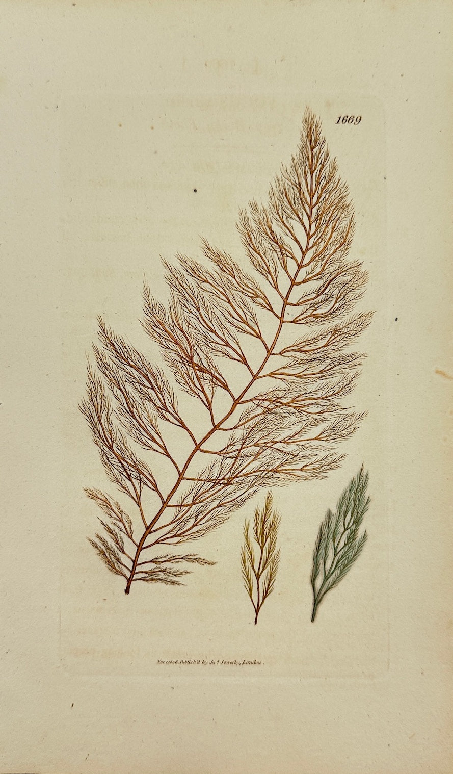 Antique Botanical Print - James Sowerby - Fucus Viridis - Green Seaweed - F1