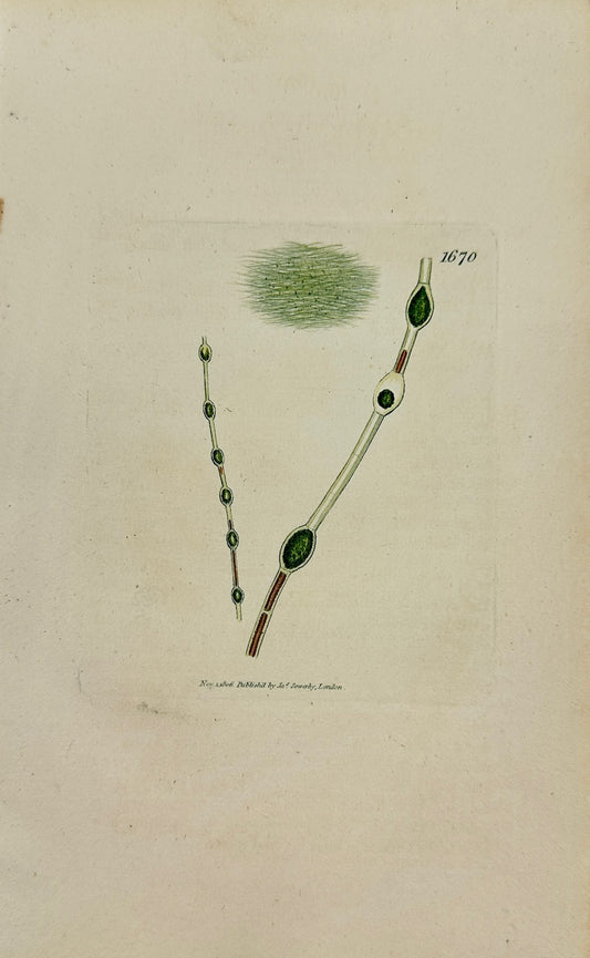 Antique Print - James Sowerby - Conferva Inflata - Inflated Conferva - F1