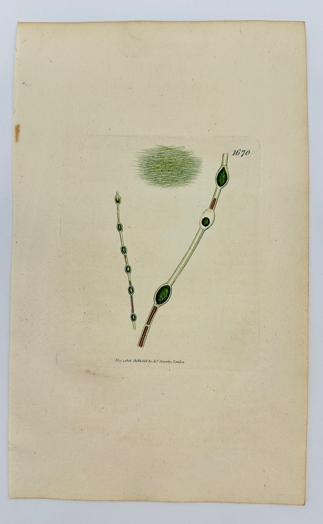 Antique Print - James Sowerby - Conferva Inflata - Inflated Conferva - F1