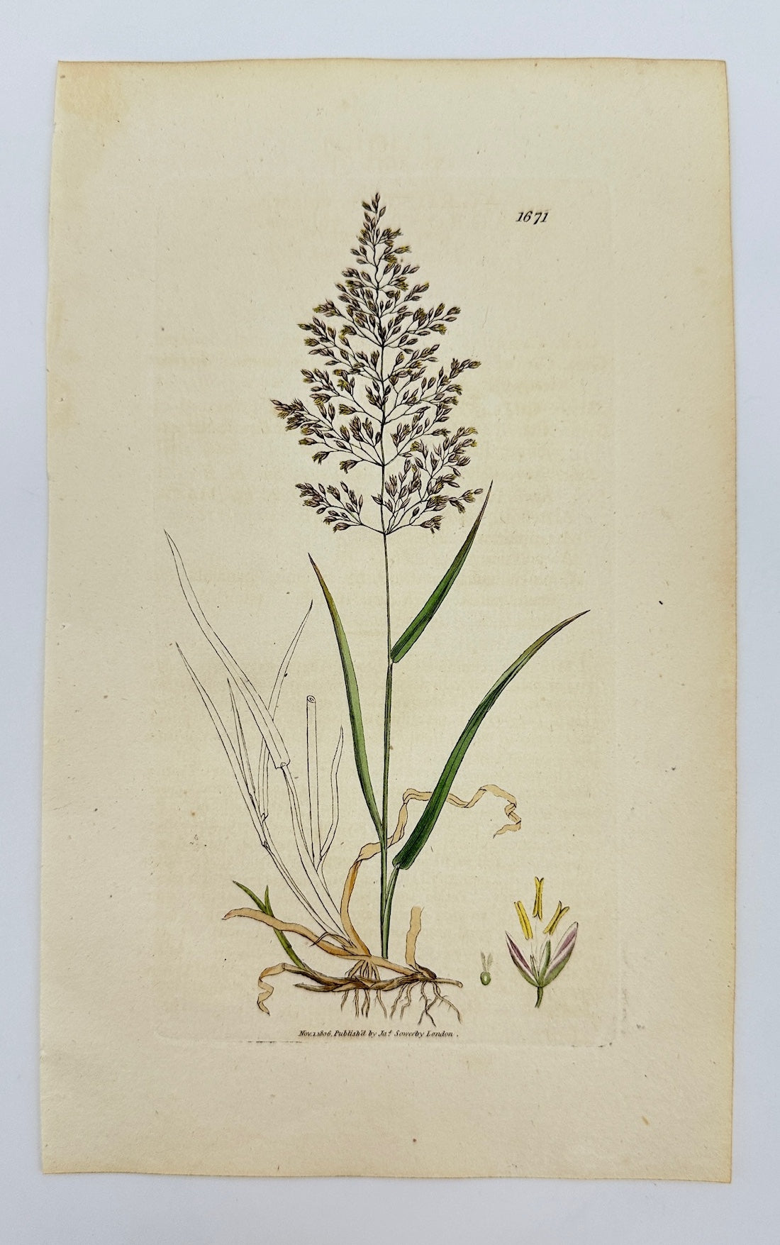 Antique Print - James Sowerby - Agrostis Vulgaris - Common Bentgrass - F1