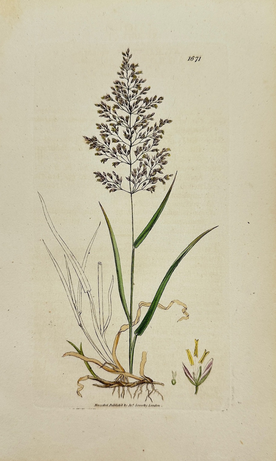 Antique Print - James Sowerby - Agrostis Vulgaris - Common Bentgrass - F1