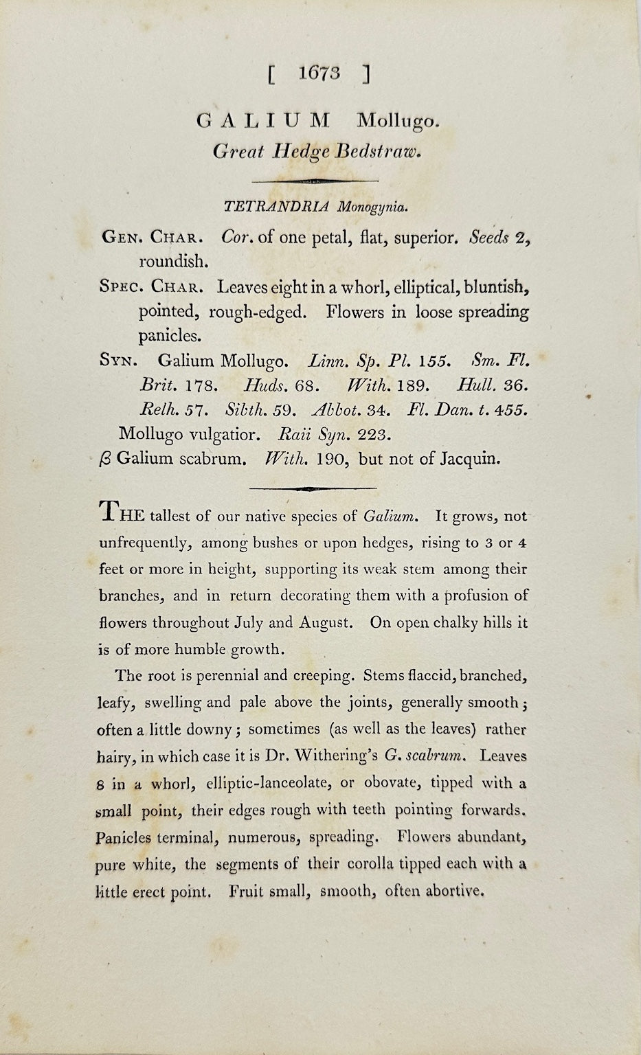 Antique Botanical Print - James Sowerby - Galium Mollugo - Common Bedstraw - F1