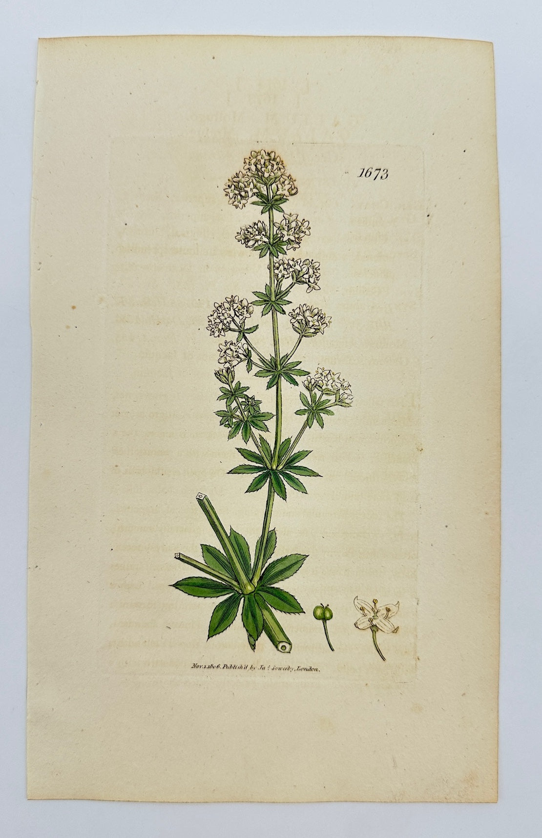 Antique Botanical Print - James Sowerby - Galium Mollugo - Common Bedstraw - F1