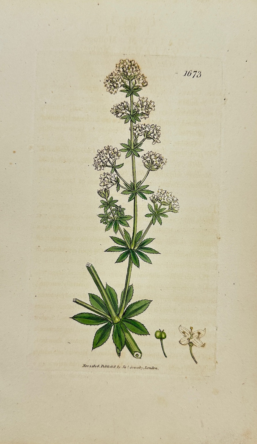 Antique Botanical Print - James Sowerby - Galium Mollugo - Common Bedstraw - F1