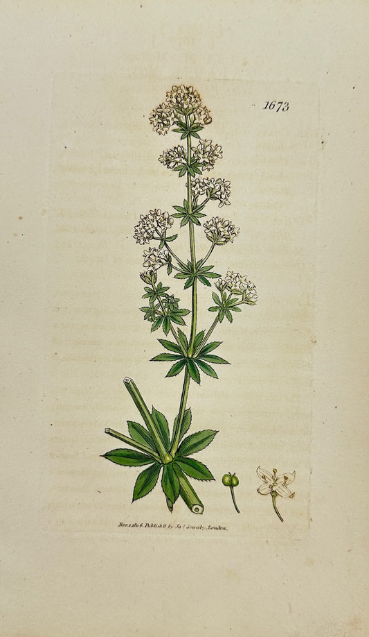 Antique Botanical Print - James Sowerby - Galium Mollugo - Common Bedstraw - F1