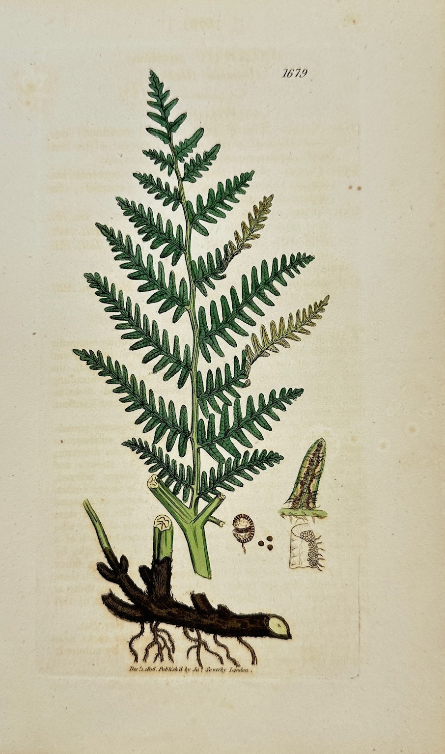 Antique Botanical Print - James Sowerby - Pteris Aquilina - Bracken - F1