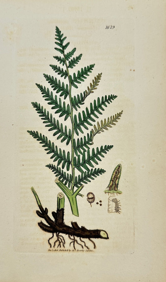 Antique Botanical Print - James Sowerby - Pteris Aquilina - Bracken - F1