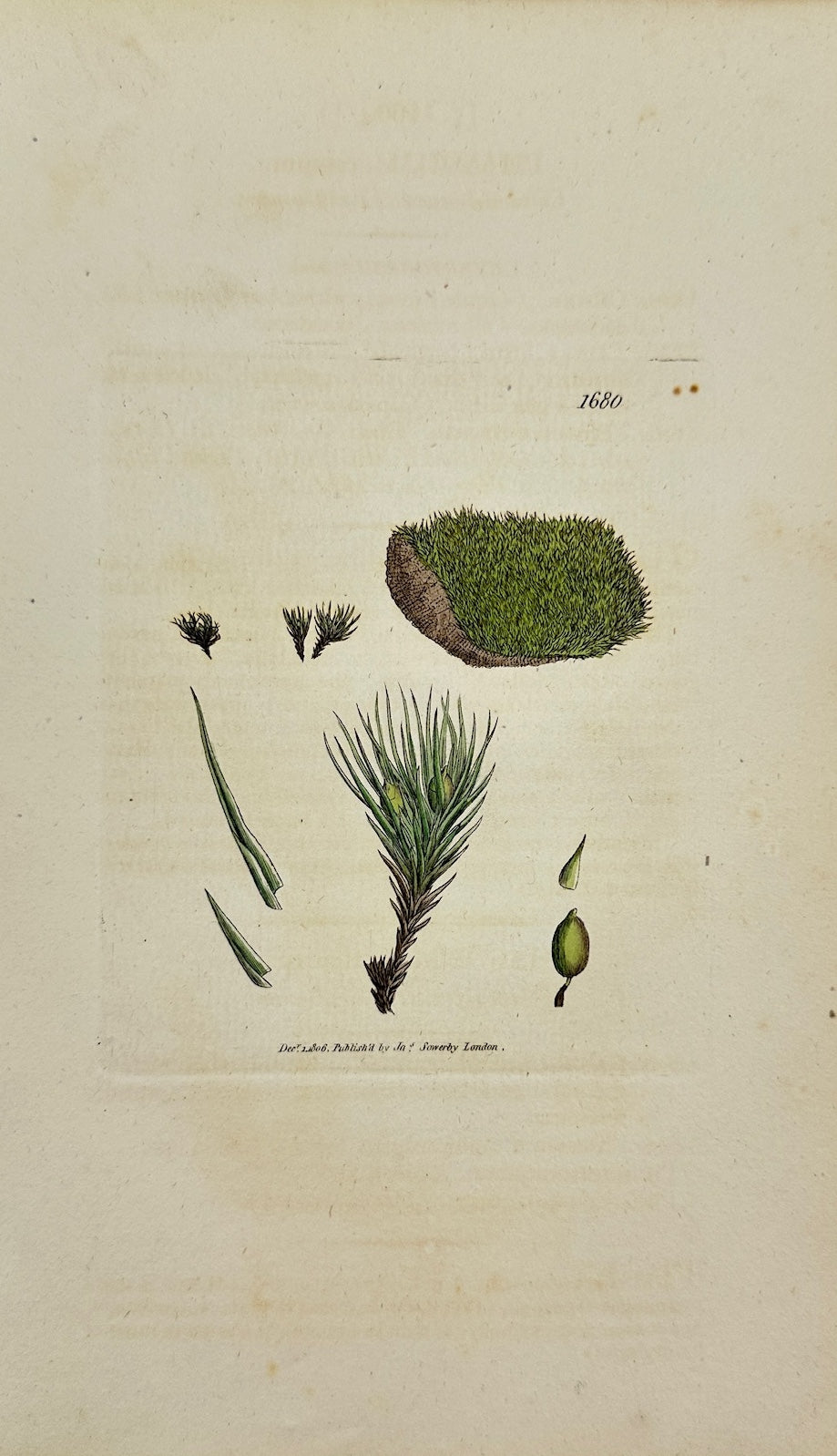 Antique Print - James Sowerby - Phascum Crispum - Curled Thread-moss - F1