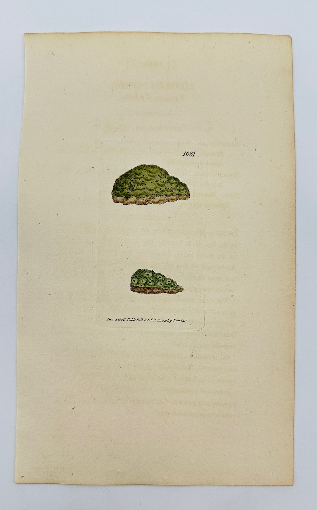 Antique Print - James Sowerby - Lichen Terrestris - Terrestrial Lichen - F1