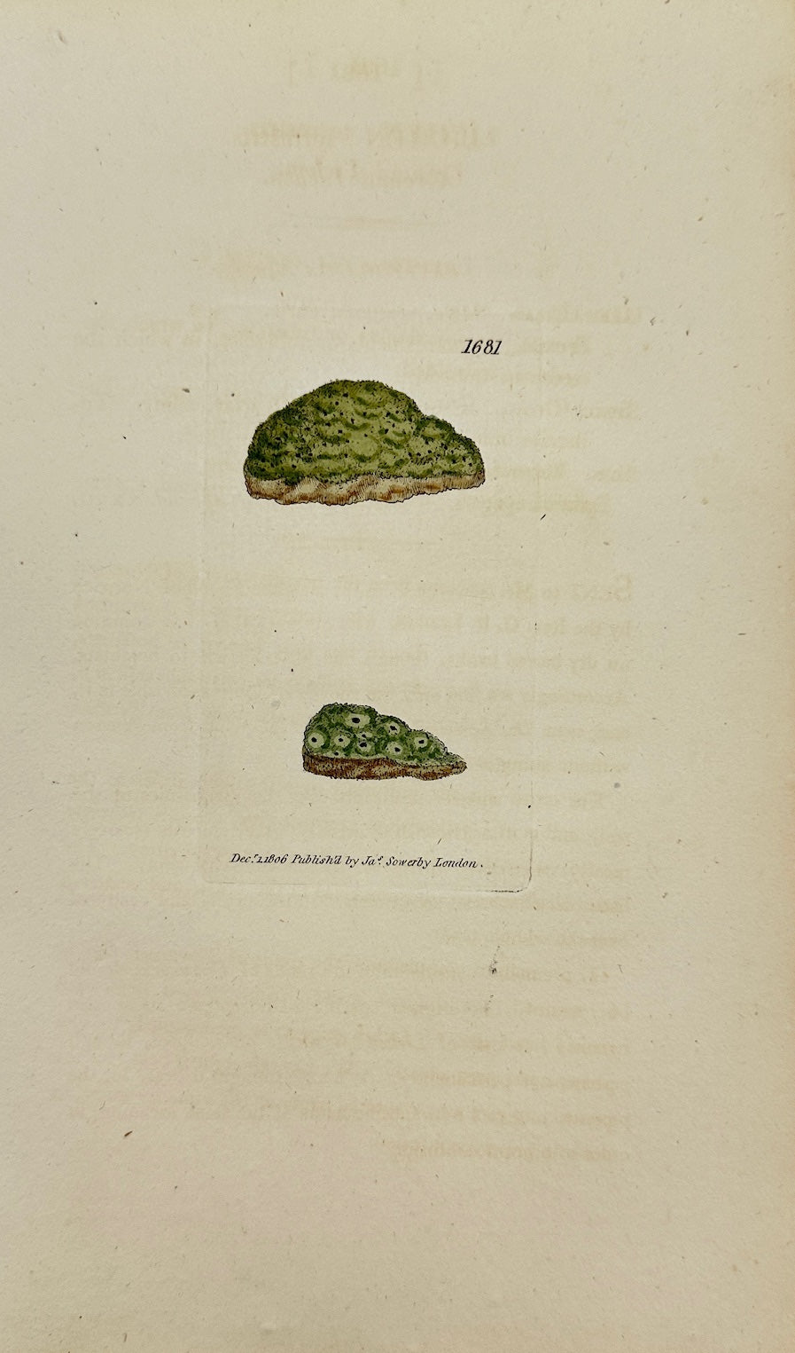 Antique Print - James Sowerby - Lichen Terrestris - Terrestrial Lichen - F1