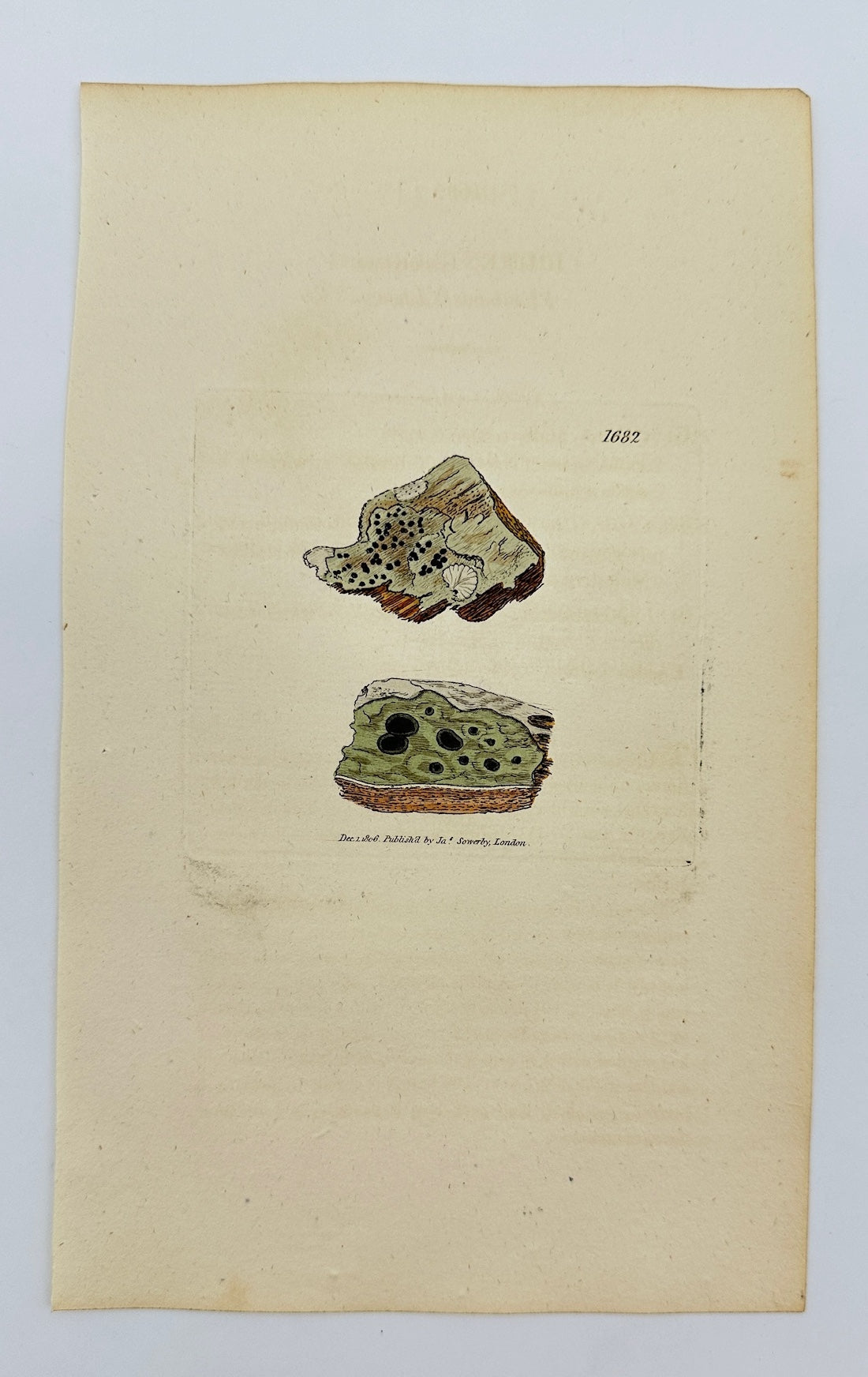 Antique Botanical Print - James Sowerby - Lichen Abietinus - Fir Lichen - F1