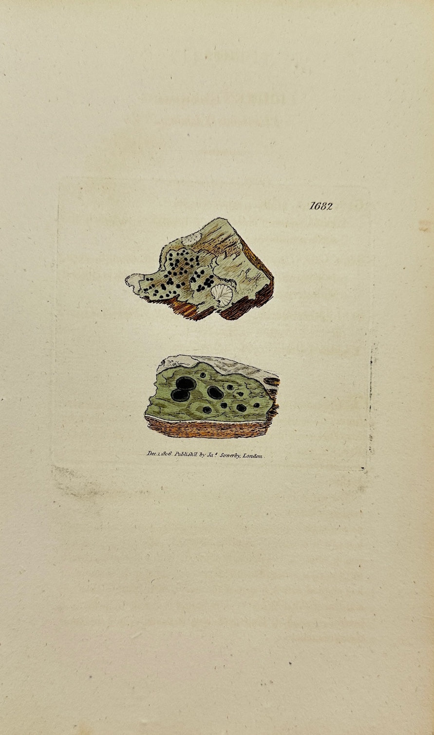 Antique Botanical Print - James Sowerby - Lichen Abietinus - Fir Lichen - F1