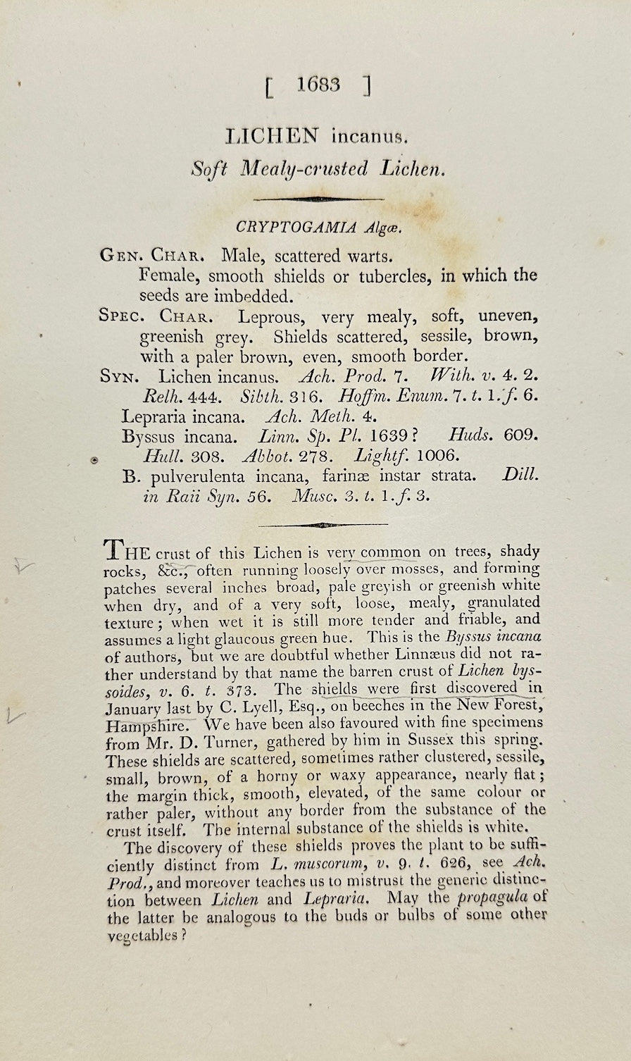 Antique Botanical Print - James Sowerby - Lichen Incanus - Hoary Lichen - F1