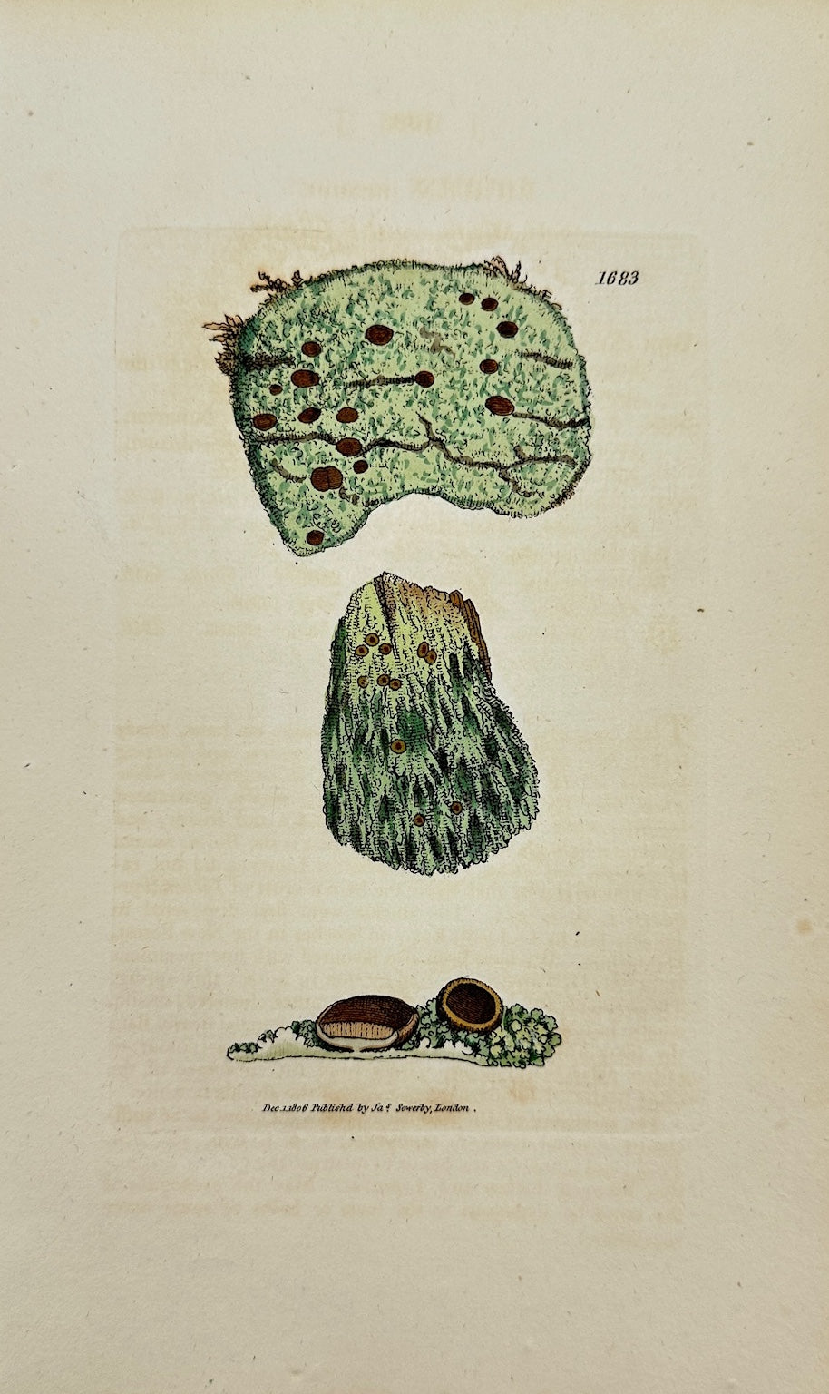 Antique Botanical Print - James Sowerby - Lichen Incanus - Hoary Lichen - F1