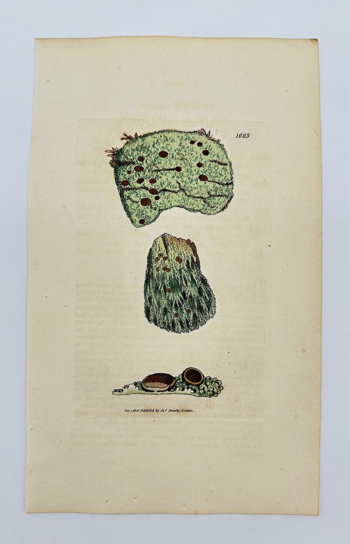 Antique Botanical Print - James Sowerby - Lichen Incanus - Hoary Lichen - F1