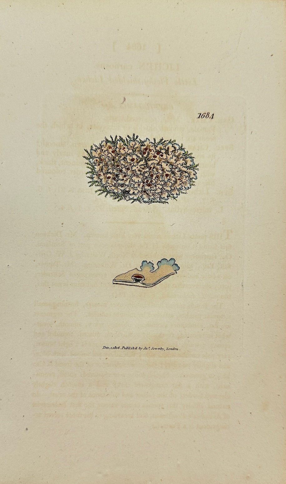 Antique Botanical Print - James Sowerby - Lichen Carnosus - Fleshy Lichen - F1