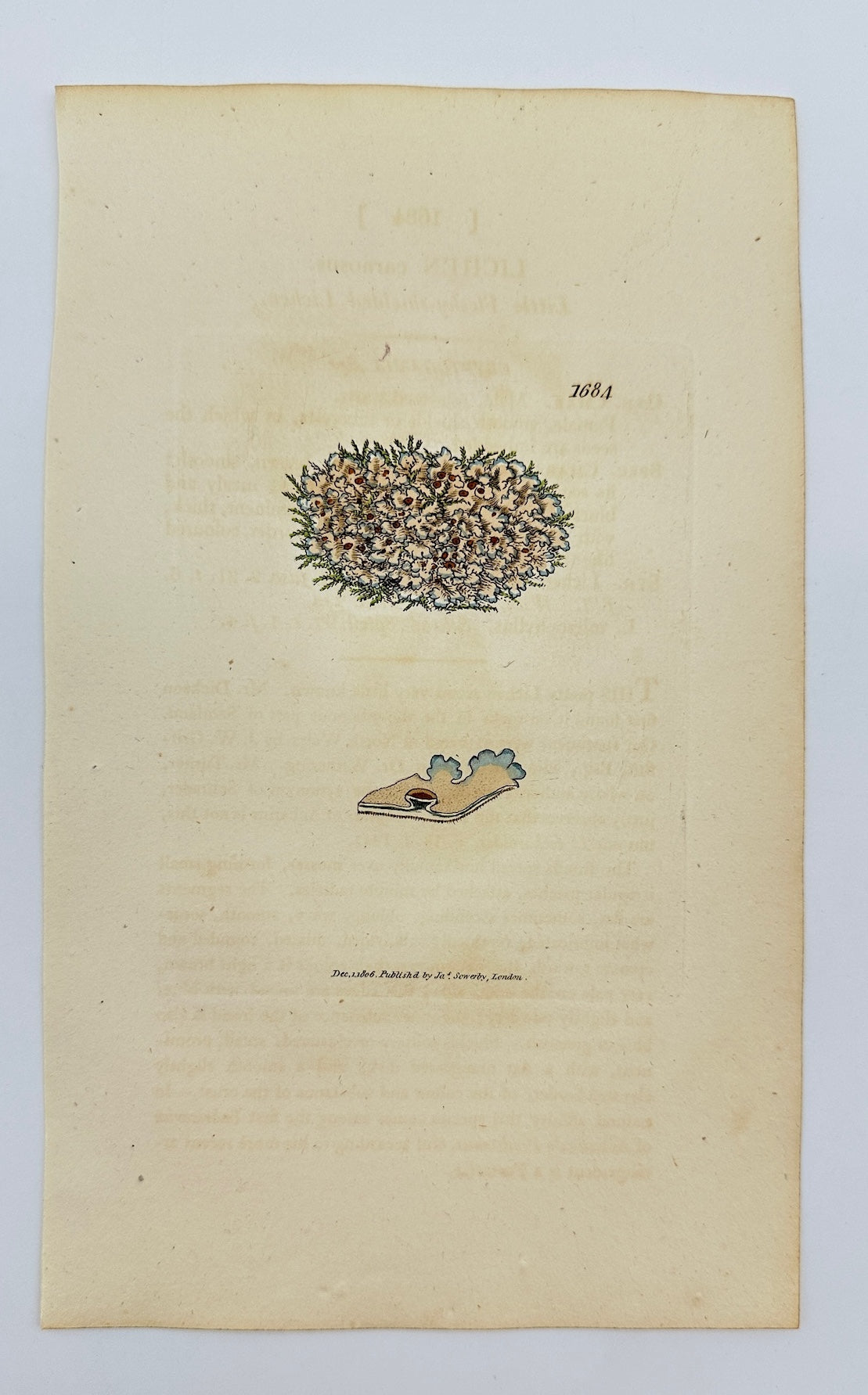Antique Botanical Print - James Sowerby - Lichen Carnosus - Fleshy Lichen - F1
