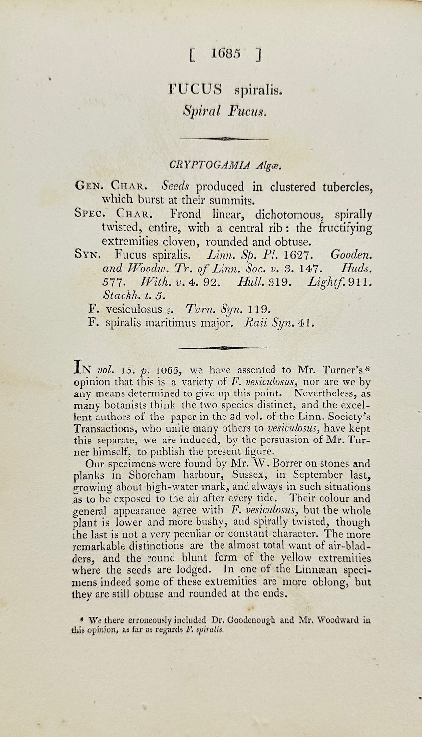 Antique Botanical Print - James Sowerby - Fucus Spiralis - Spiral Wrack - F1