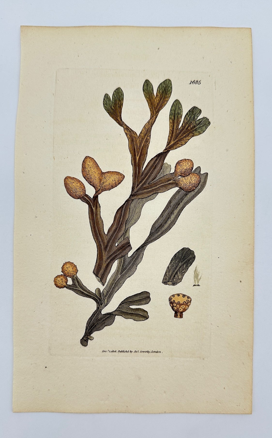 Antique Botanical Print - James Sowerby - Fucus Spiralis - Spiral Wrack - F1