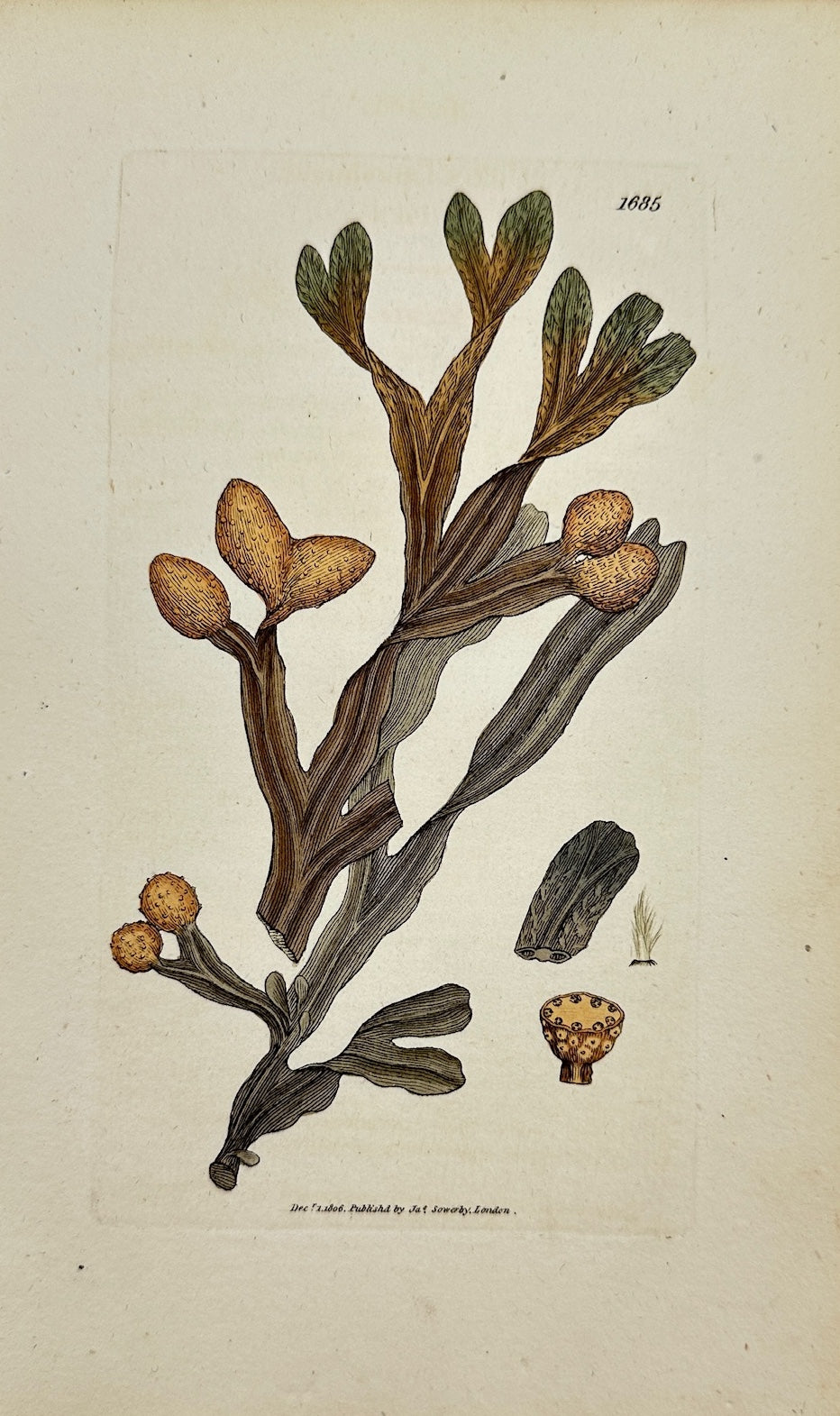 Antique Botanical Print - James Sowerby - Fucus Spiralis - Spiral Wrack - F1