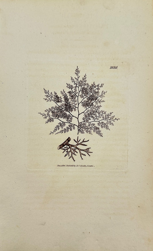 Antique Print - James Sowerby - Fucus Fruticulosus - Bushy Seaweed - F1