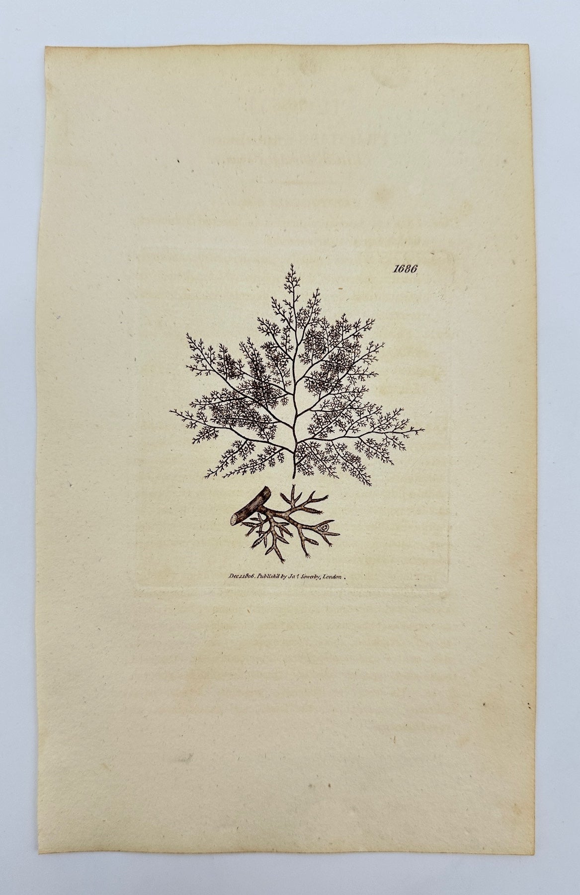 Antique Print - James Sowerby - Fucus Fruticulosus - Bushy Seaweed - F1