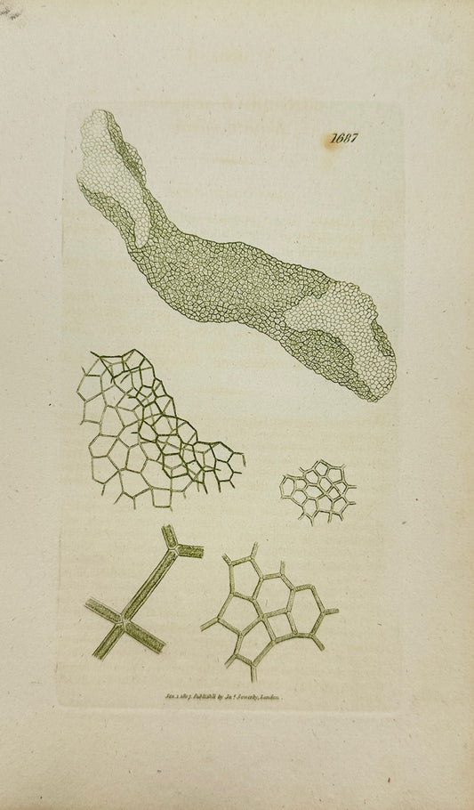 Antique Print - James Sowerby - Conferva Reticulata - Netted Conferva - F1