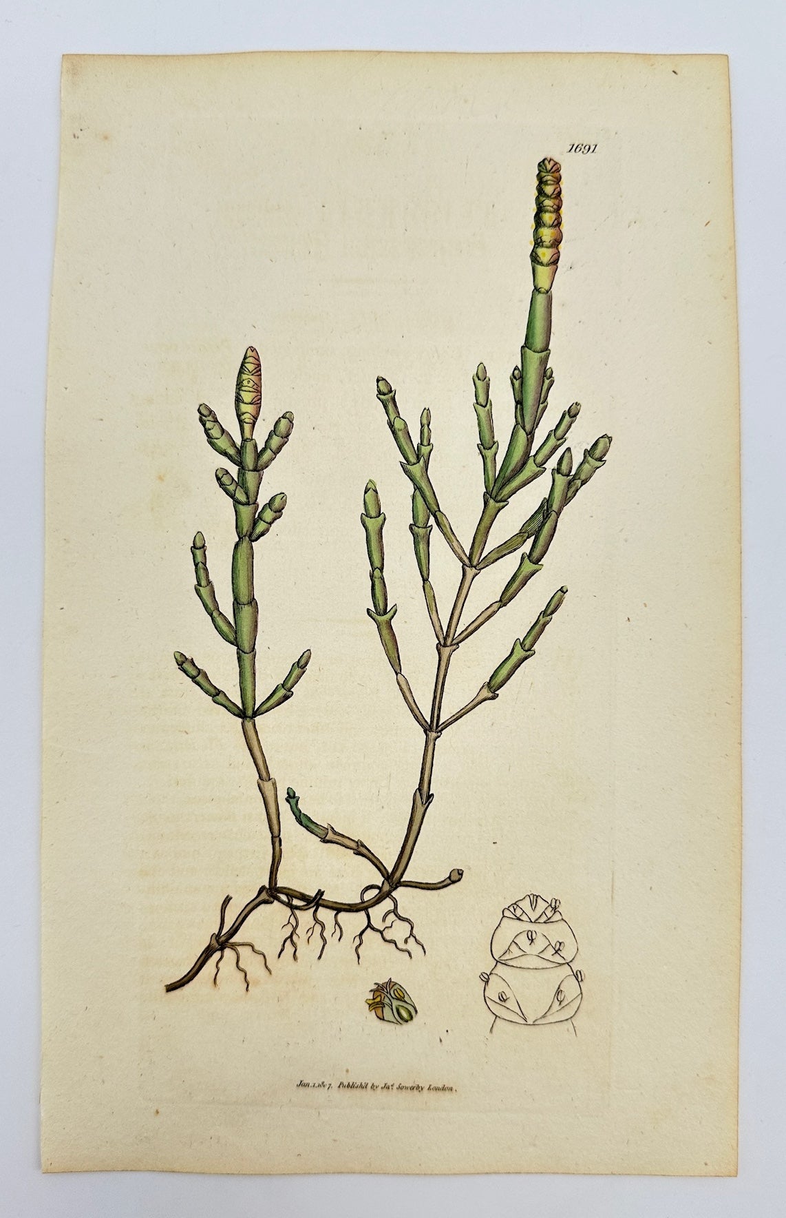 Antique Print - James Sowerby - Salicornia Radicans - Rooting Glasswort - F1