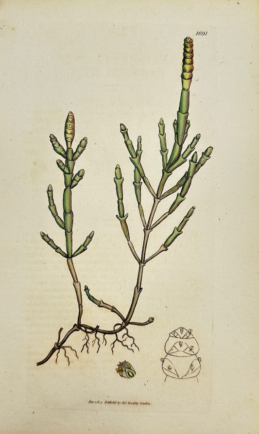 Antique Print - James Sowerby - Salicornia Radicans - Rooting Glasswort - F1