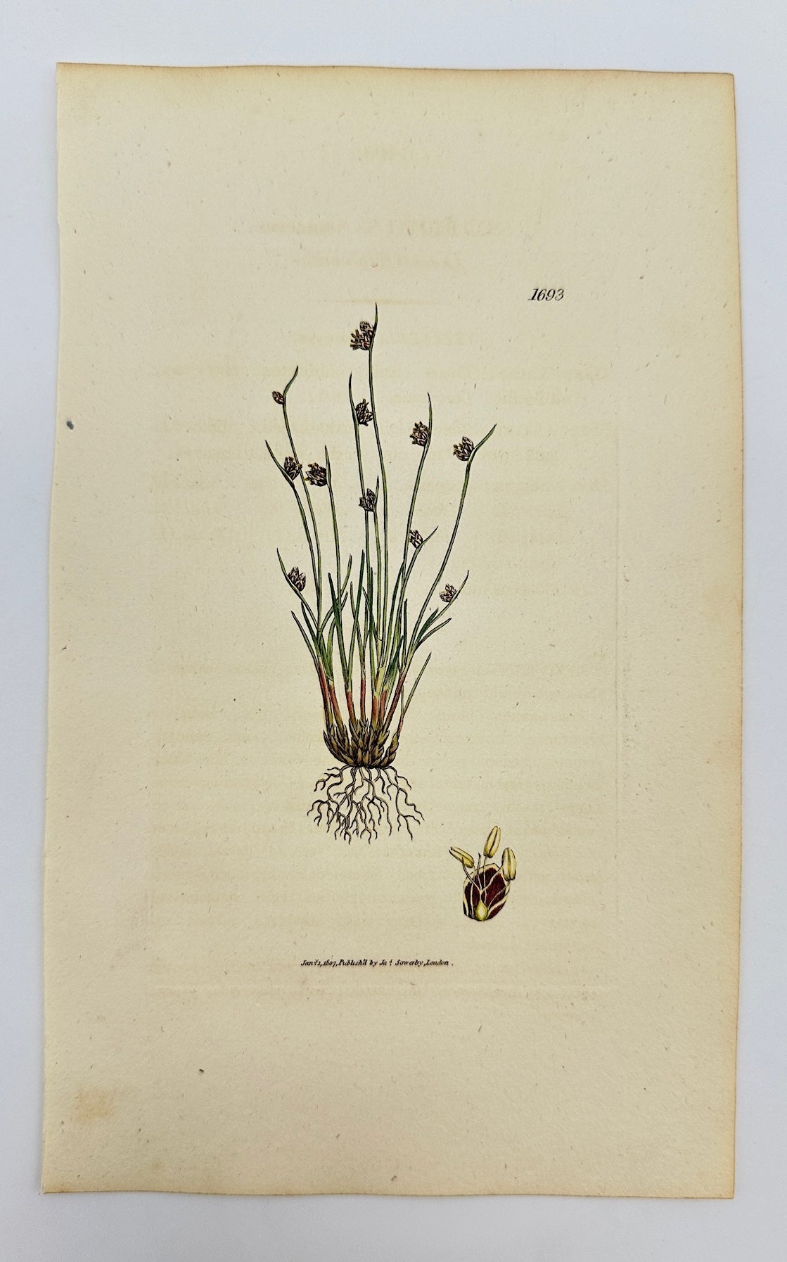 Antique Print - James Sowerby - Scirpus Setaceus - Bristle Bulrush - F1