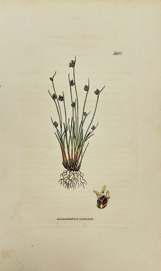 Antique Print - James Sowerby - Scirpus Setaceus - Bristle Bulrush - F1