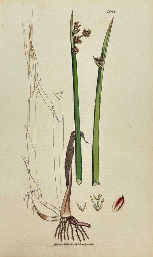 Antique Print - James Sowerby - Scirpus Triqueter - Triangular Club-rush - F1