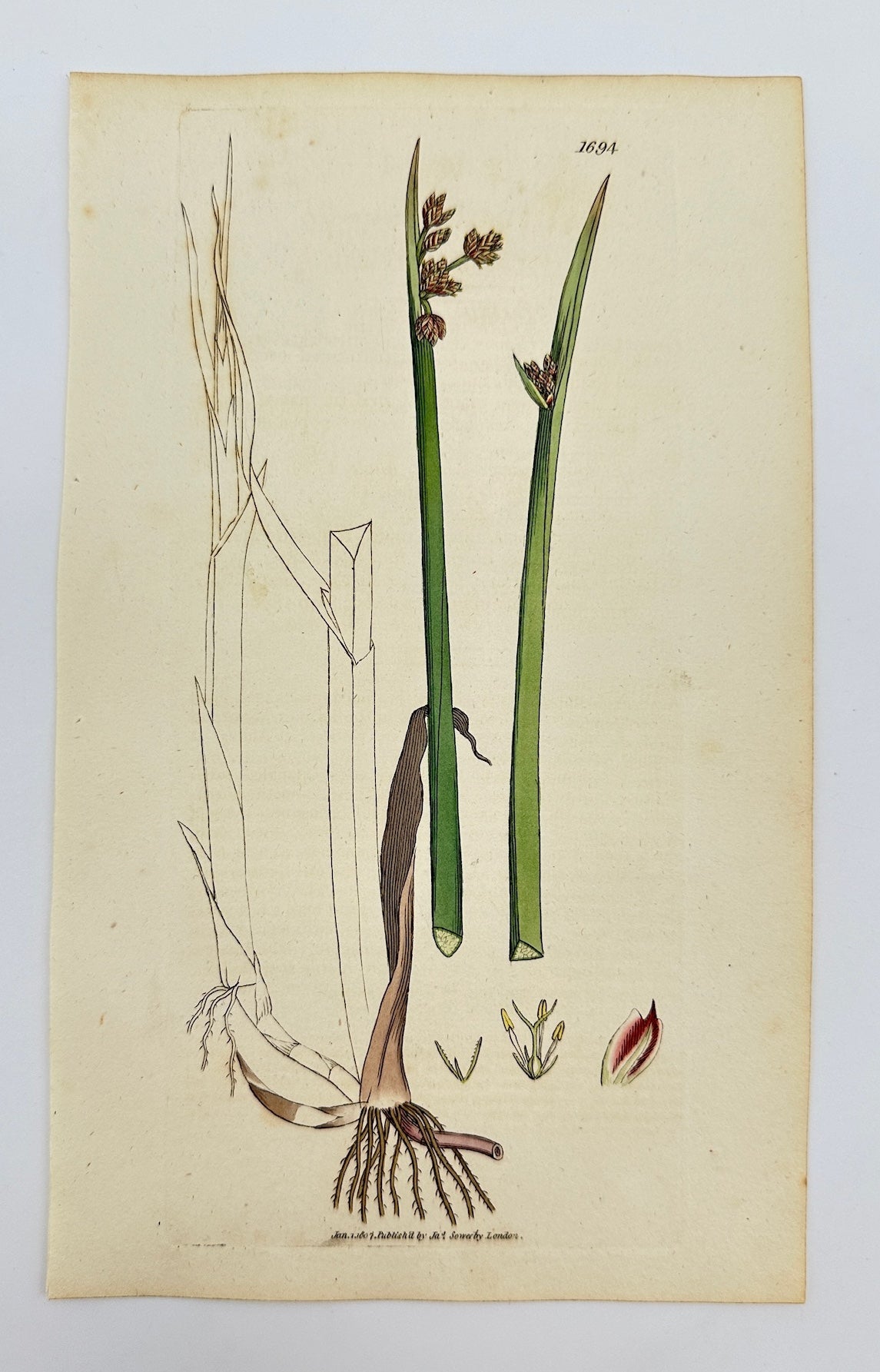 Antique Print - James Sowerby - Scirpus Triqueter - Triangular Club-rush - F1