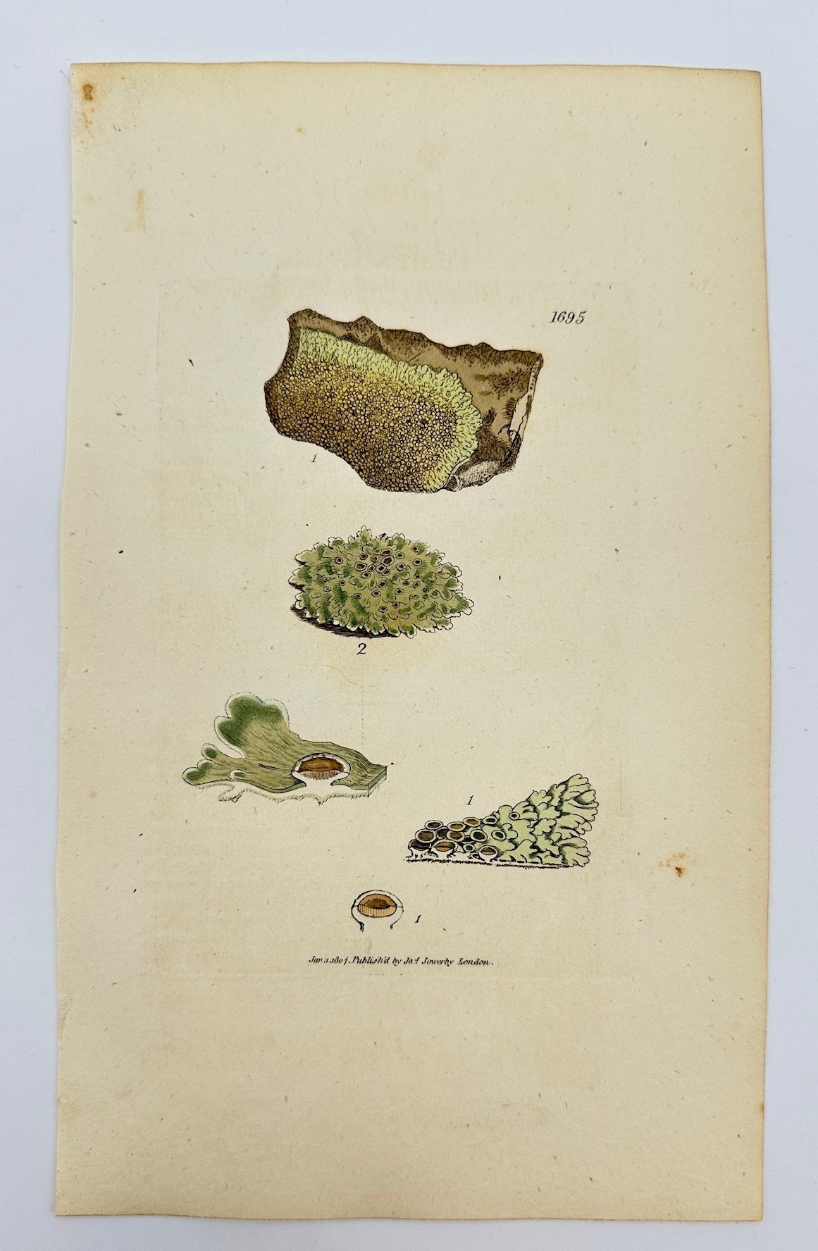 Antique Botanical Print - James Sowerby - Lichen Saxicola - Rock Lichen - F1