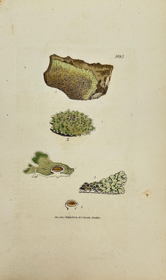 Antique Botanical Print - James Sowerby - Lichen Saxicola - Rock Lichen - F1