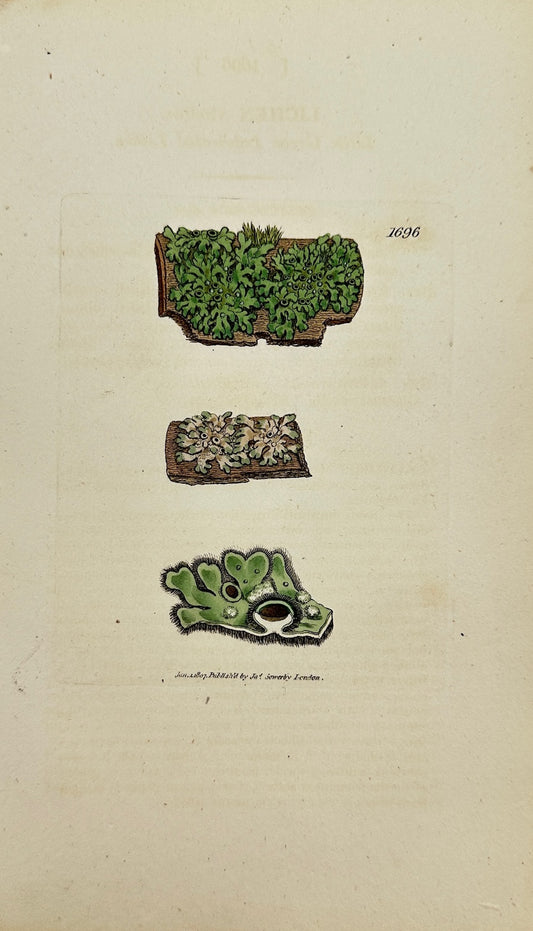 Antique Print - Sowerby - Lichen Virellus - Little Green Imbricated Lichen - F1
