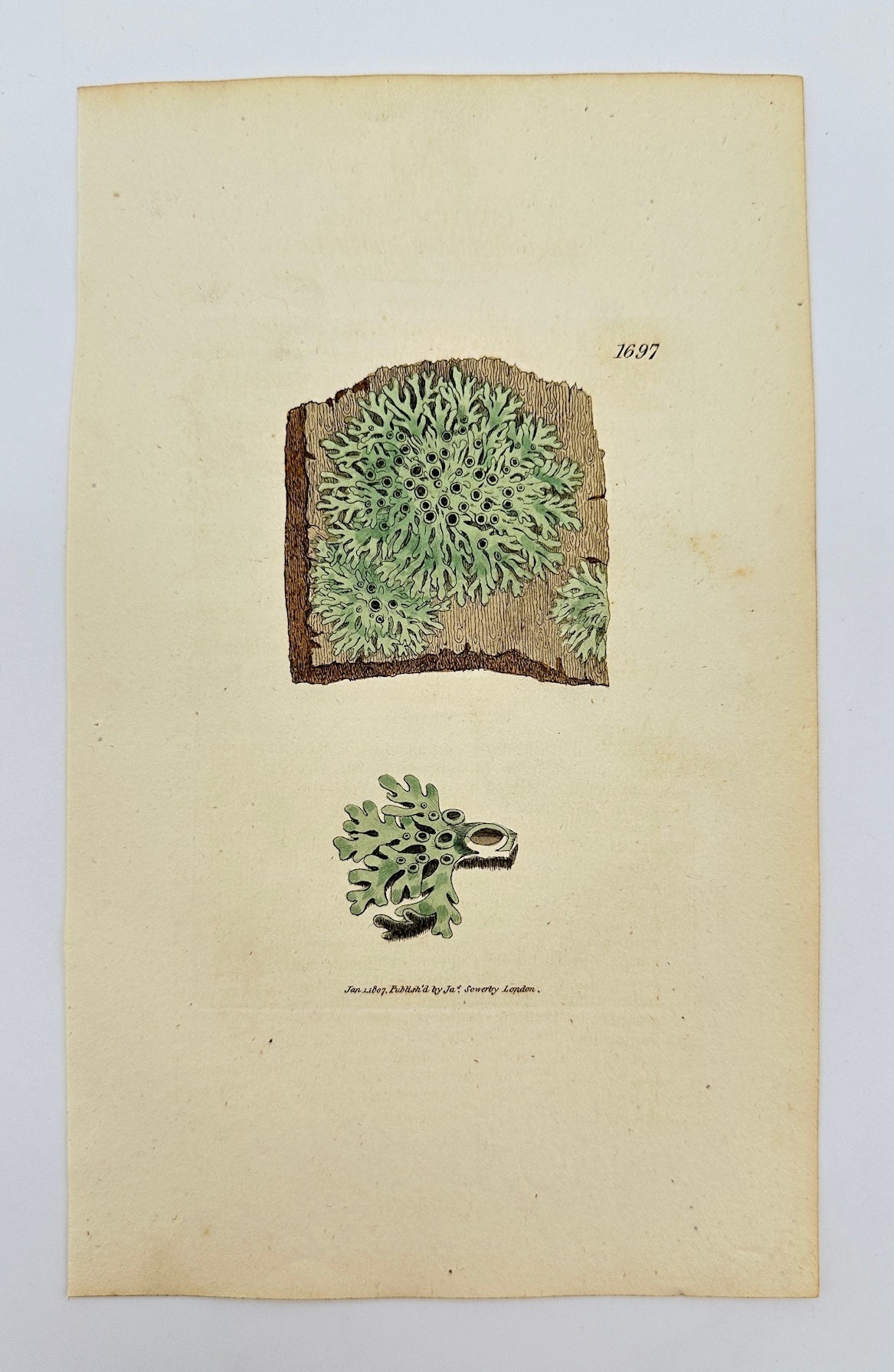 Antique Botanical Print - James Sowerby - Lichen Stellaris - Star Lichen - F1
