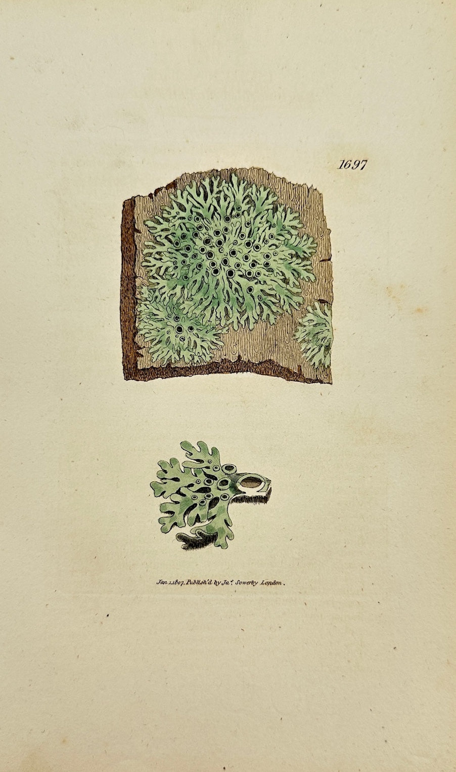Antique Botanical Print - James Sowerby - Lichen Stellaris - Star Lichen - F1