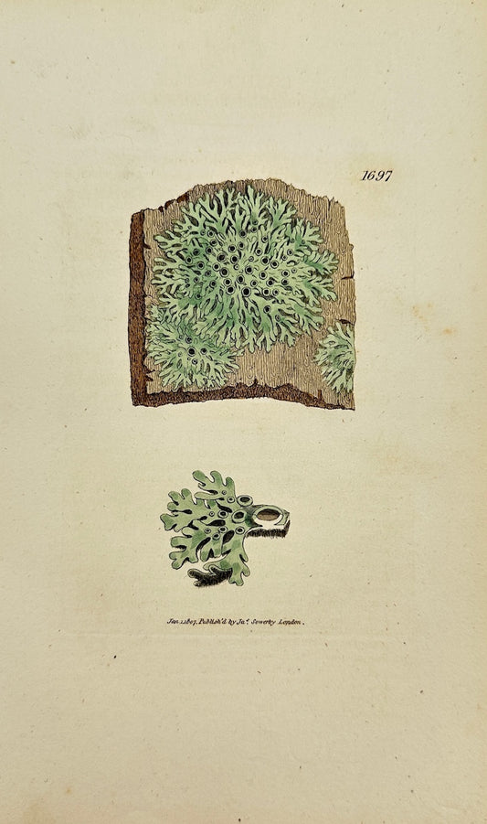 Antique Botanical Print - James Sowerby - Lichen Stellaris - Star Lichen - F1