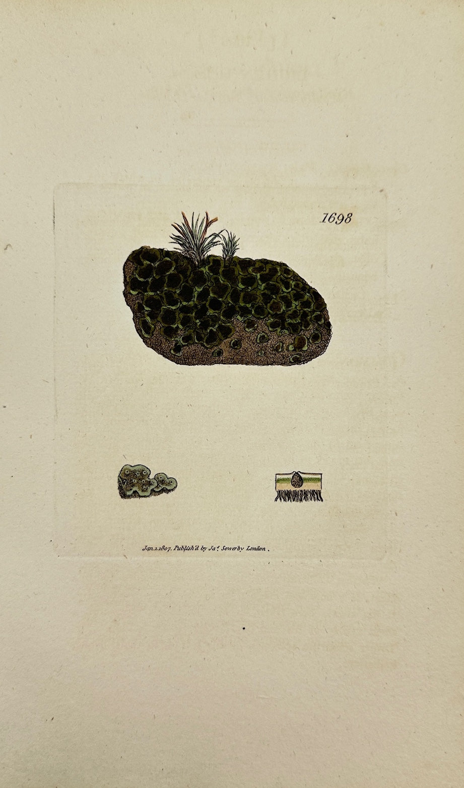 Antique Botanical Print - James Sowerby - Lichen Lachneus - Lichen Lachneus - F1