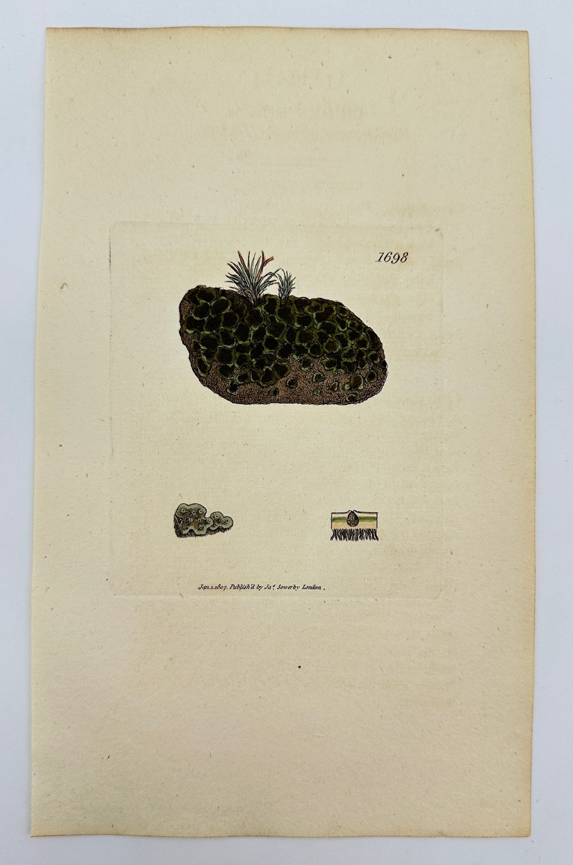 Antique Botanical Print - James Sowerby - Lichen Lachneus - Lichen Lachneus - F1