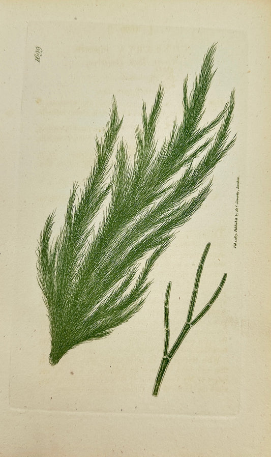 Antique Print - James Sowerby - Conferva Rupestris - Conferva Rupestris - F1