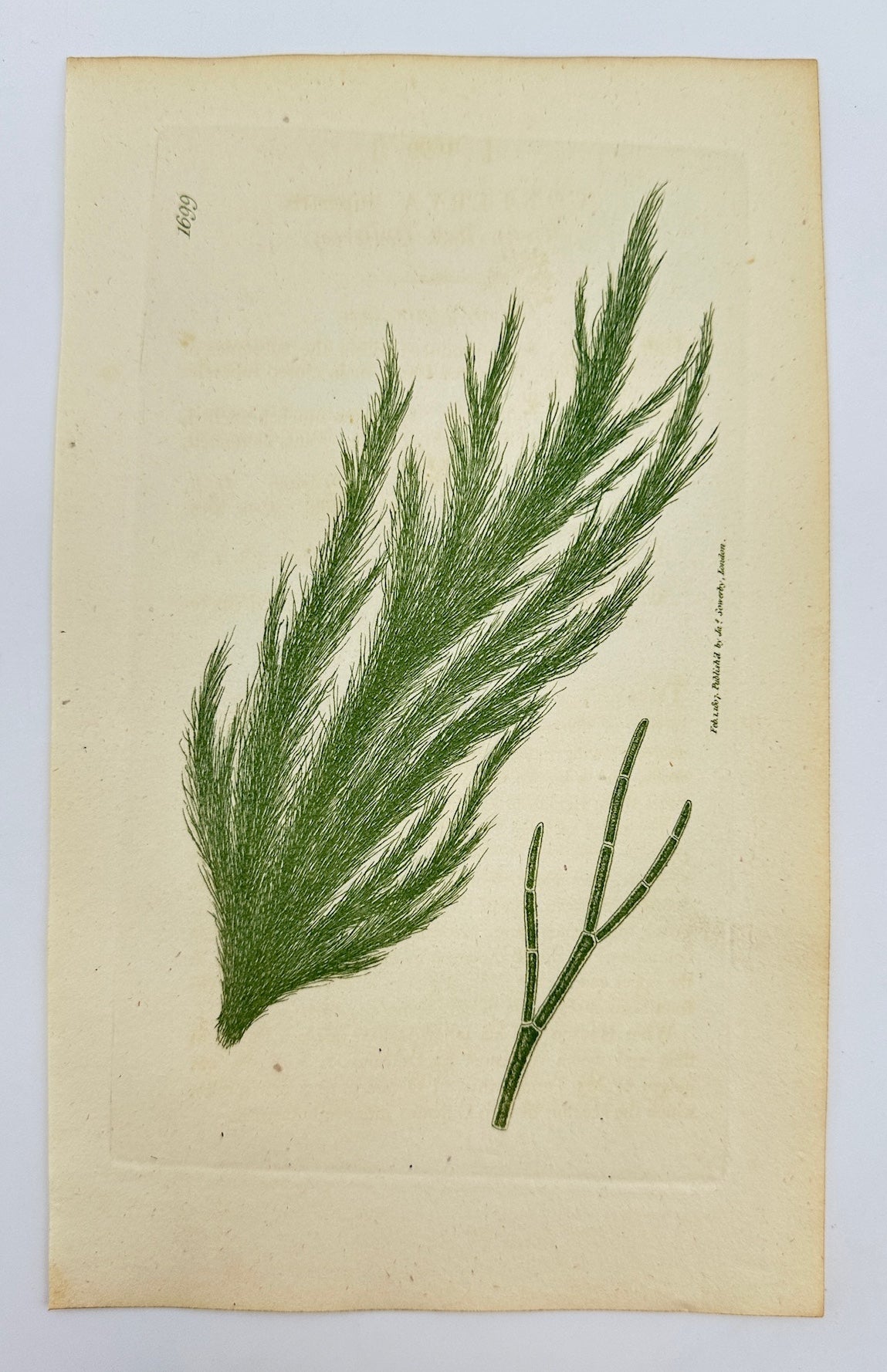 Antique Print - James Sowerby - Conferva Rupestris - Conferva Rupestris - F1