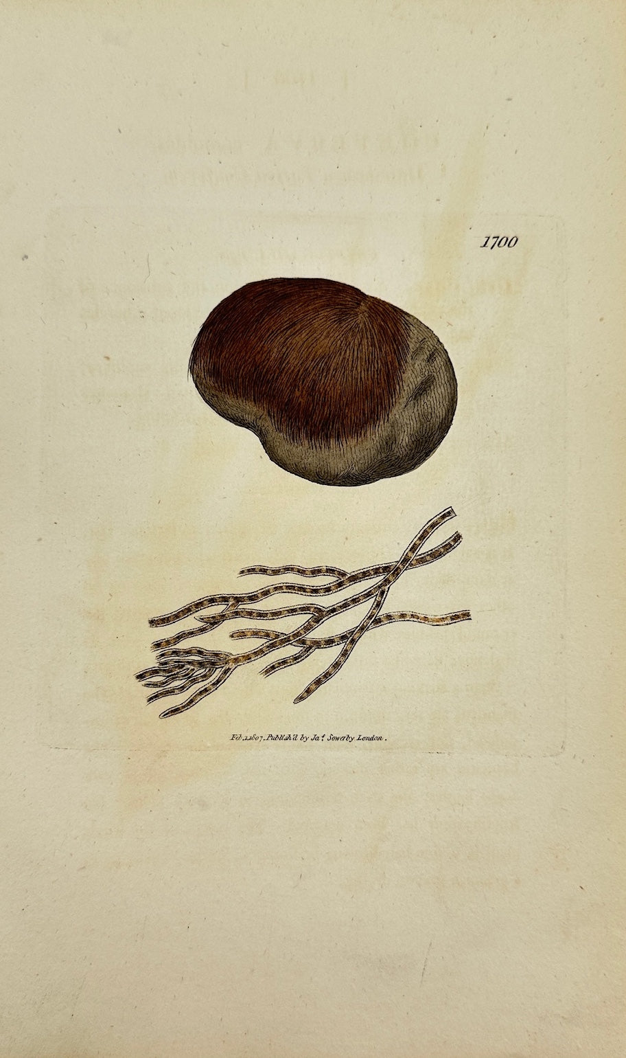 Antique Print - James Sowerby - Conferva Comoides - Mossy Conferva - F1