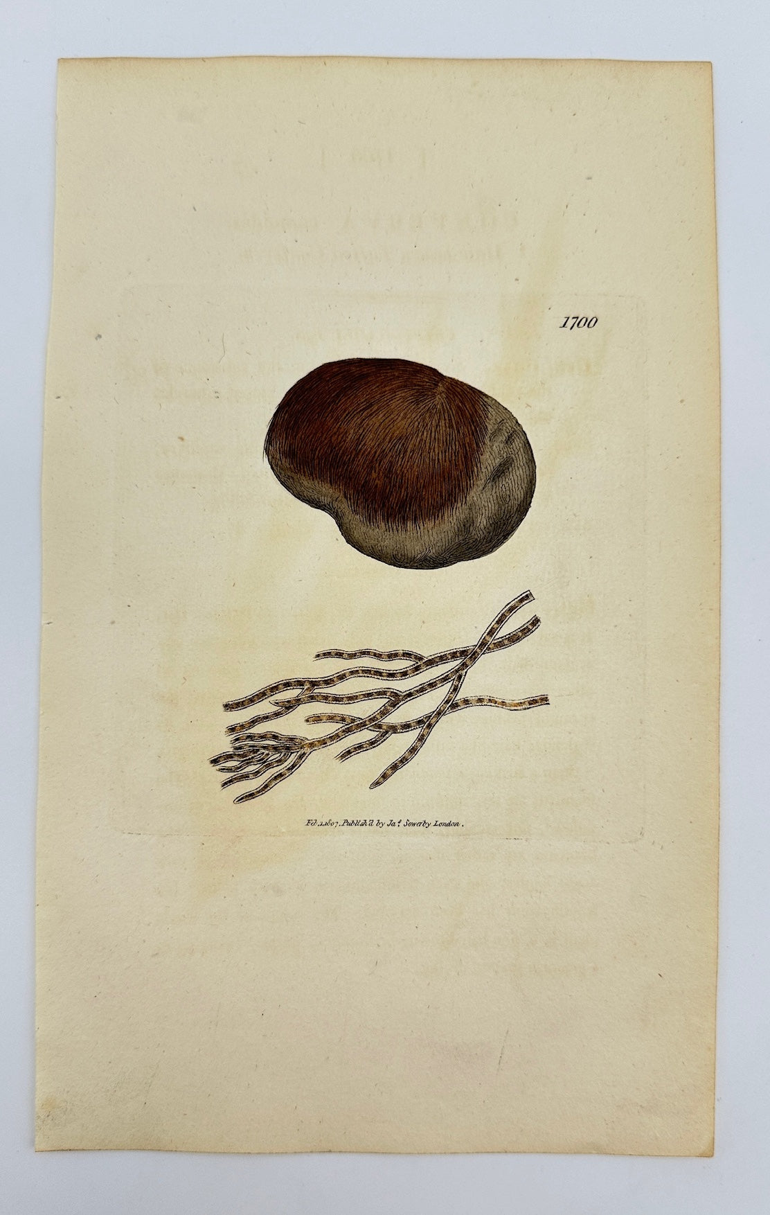 Antique Print - James Sowerby - Conferva Comoides - Mossy Conferva - F1