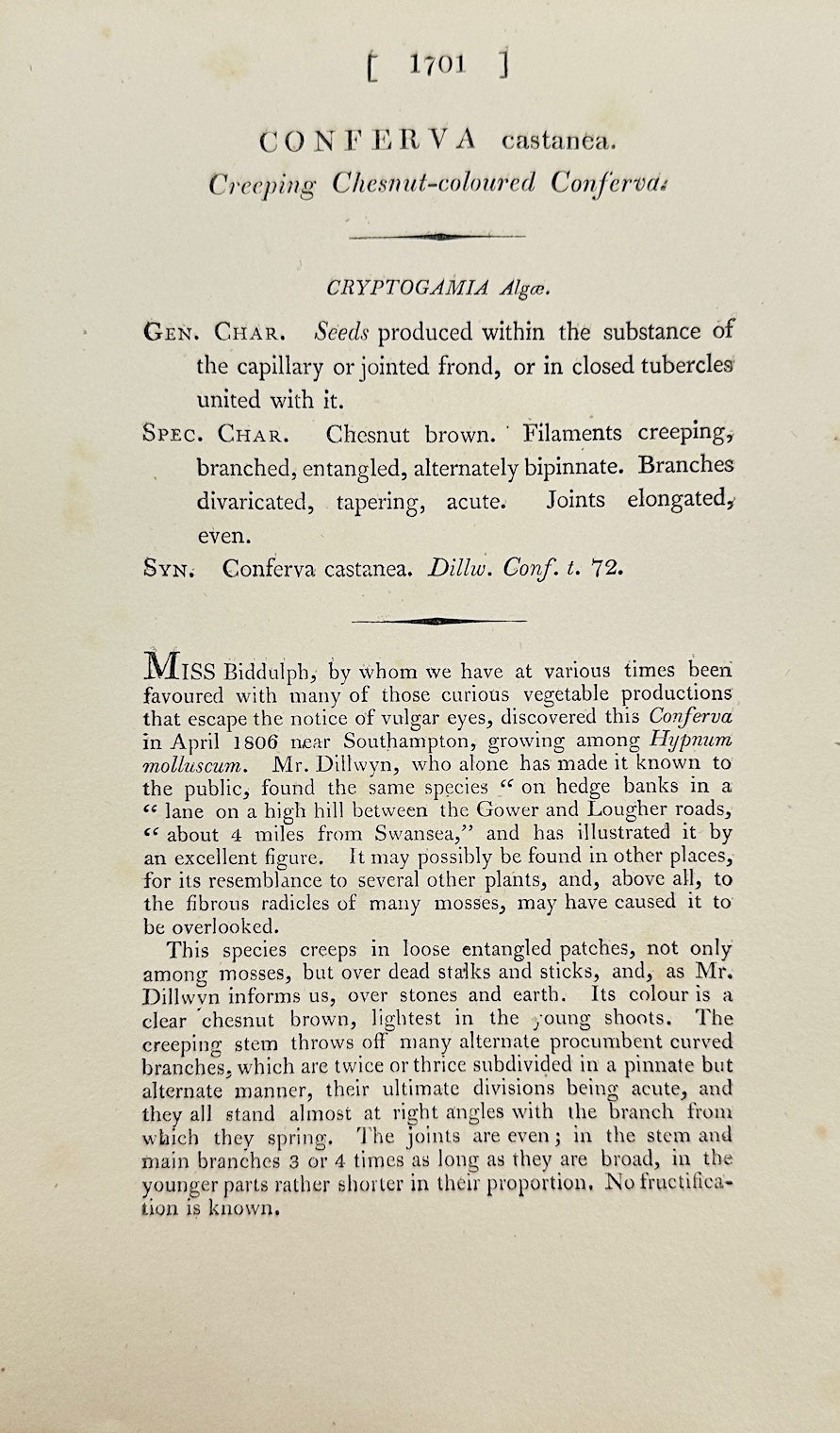 Antique Print - James Sowerby - Conferva Castanea - Chestnut Conferva - F1