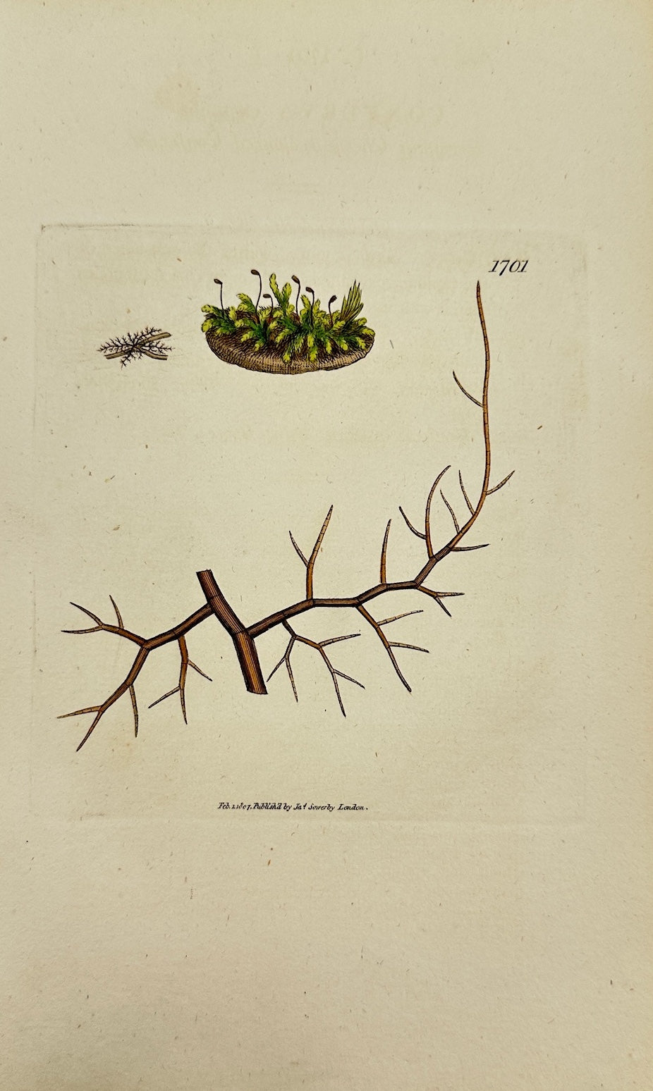 Antique Print - James Sowerby - Conferva Castanea - Chestnut Conferva - F1