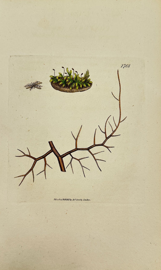 Antique Print - James Sowerby - Conferva Castanea - Chestnut Conferva - F1