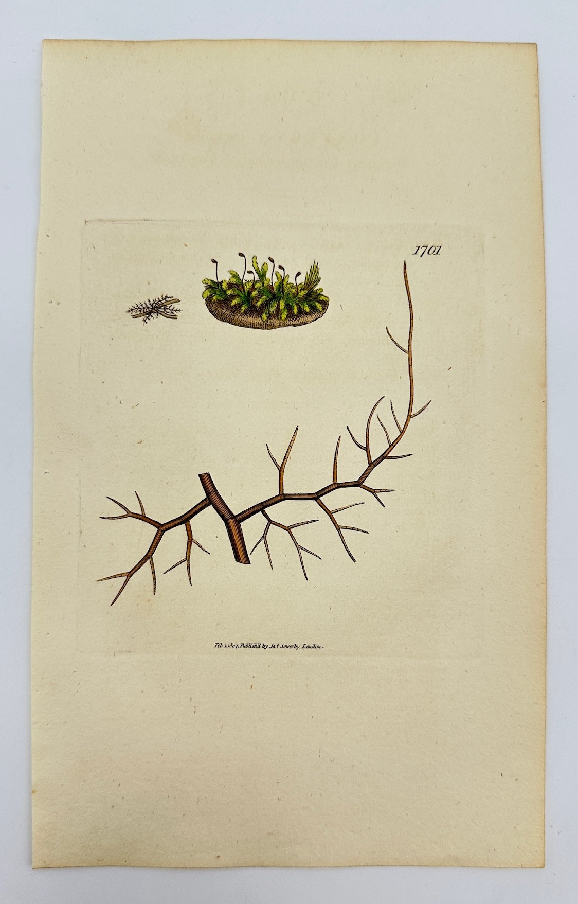 Antique Print - James Sowerby - Conferva Castanea - Chestnut Conferva - F1